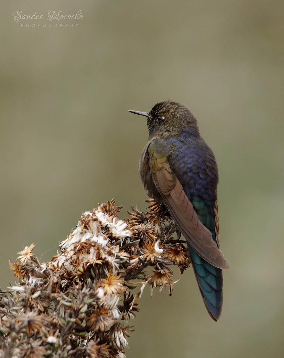 Blue-mantled Thornbill - ML618085250