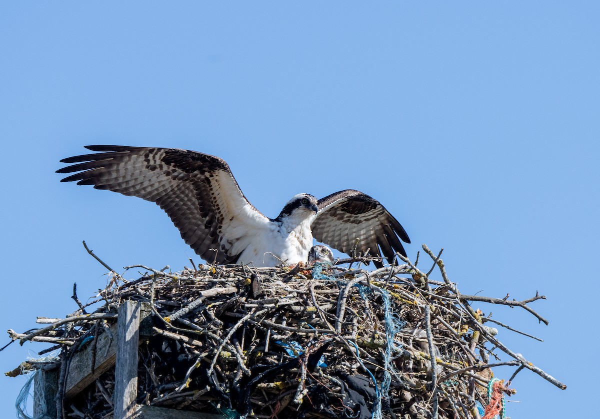 Osprey - Marilyn White