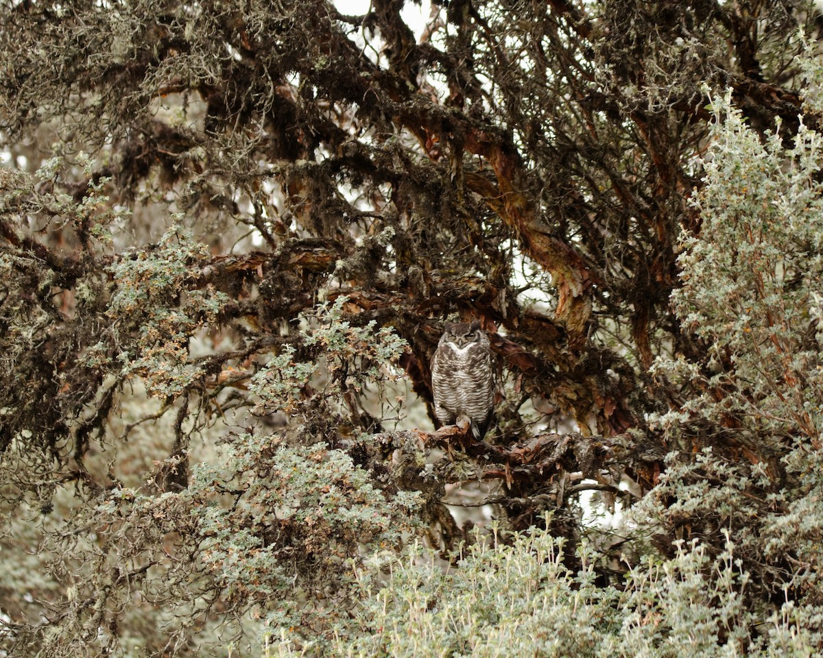 Great Horned Owl - Sandra Morocho