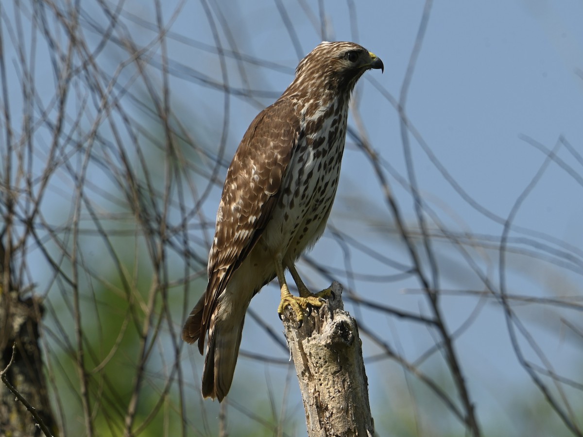 Red-shouldered Hawk - ML618085263