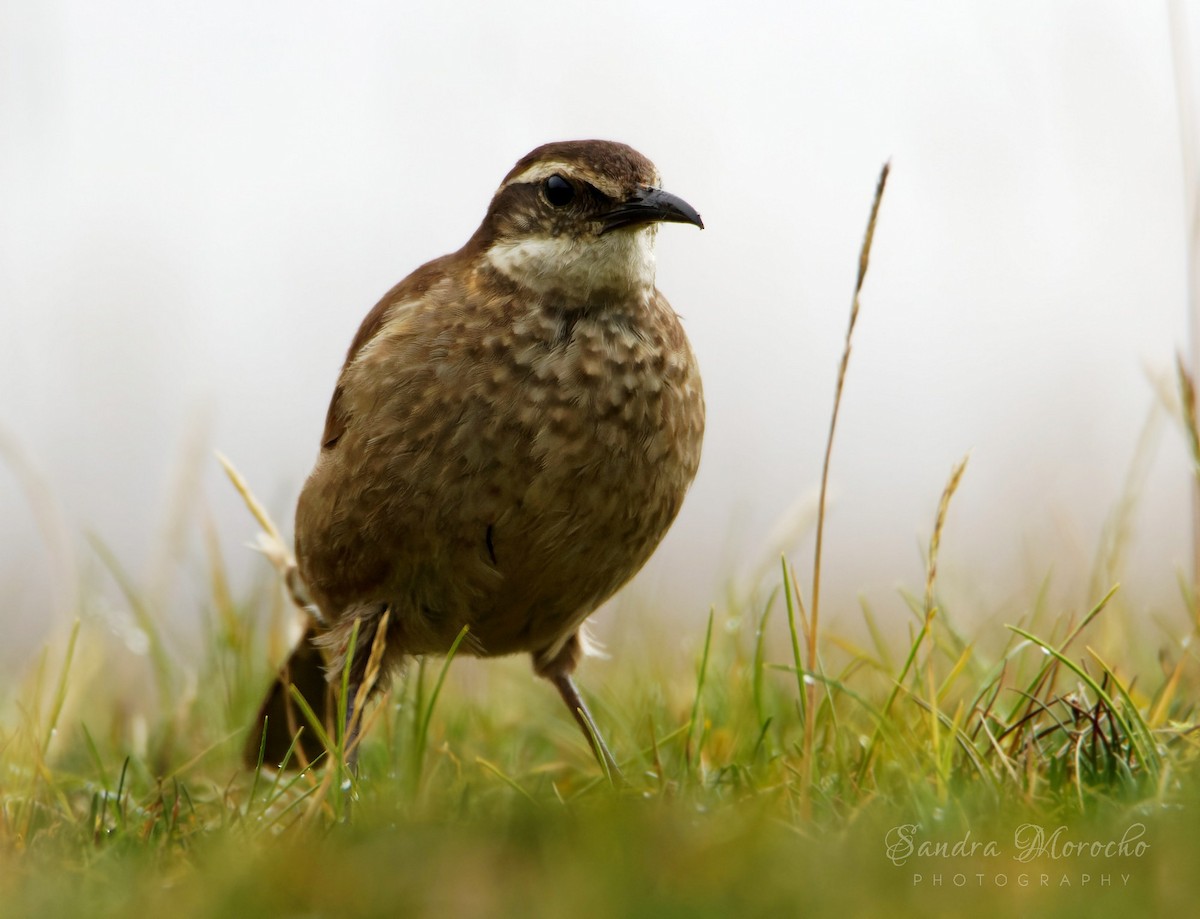 Stout-billed Cinclodes - Sandra Morocho