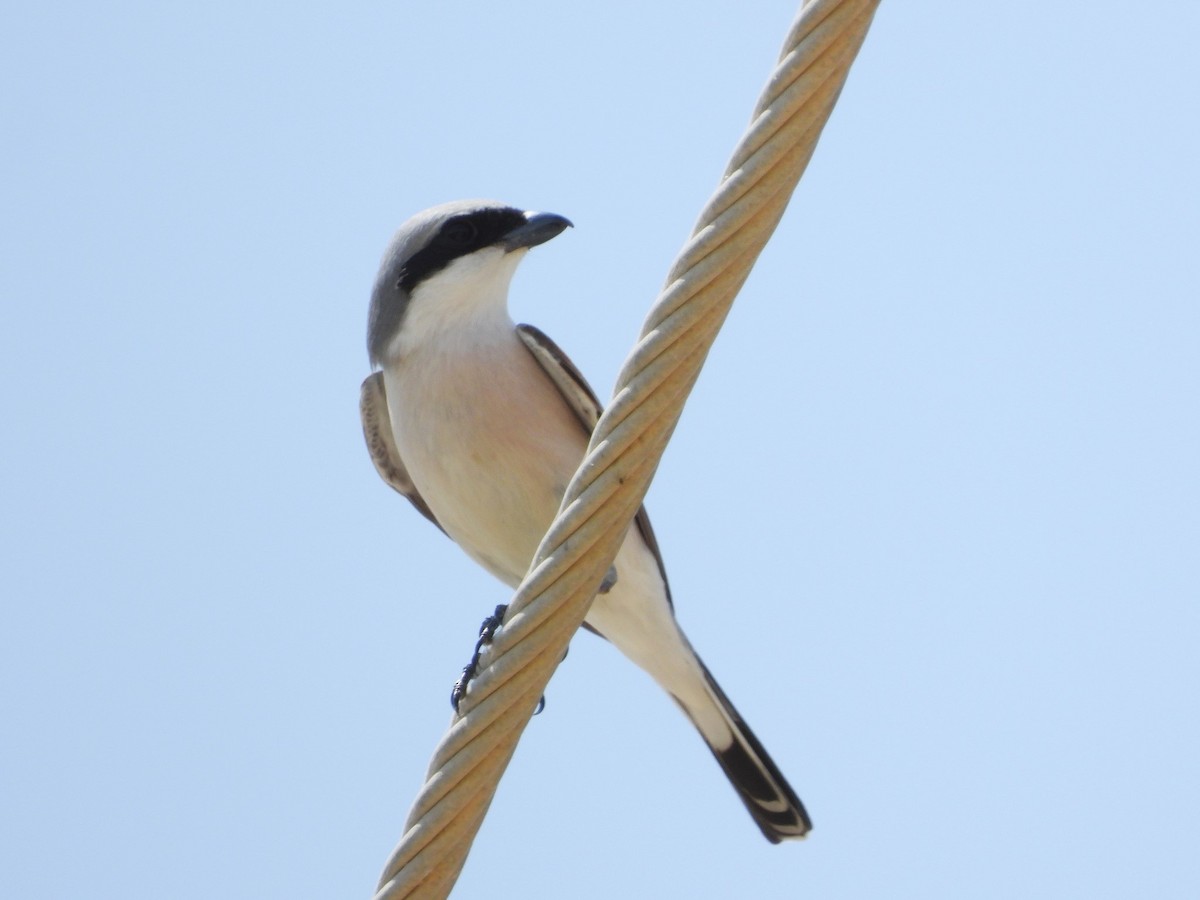 Red-backed Shrike - ML618085273