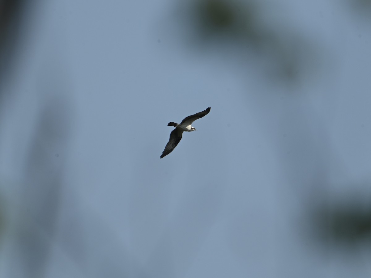 Osprey - ML618085276