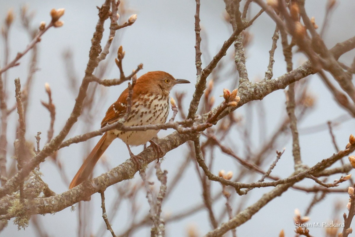 Brown Thrasher - Susan Packard