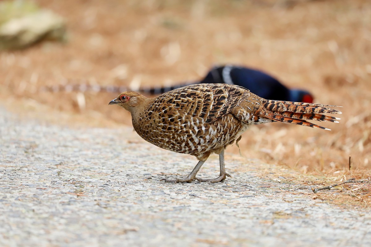 Mikado Pheasant - Chih-Wei(David) Lin