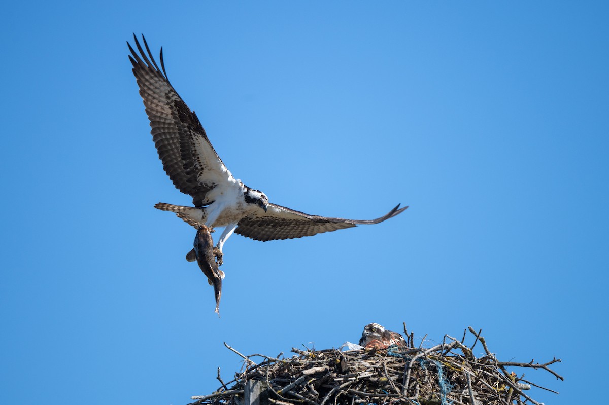 Osprey - Marilyn White