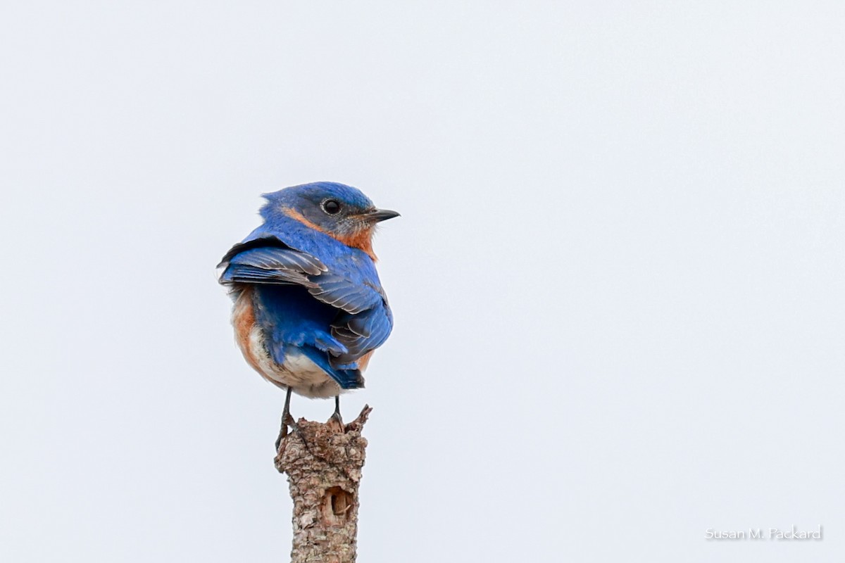 Eastern Bluebird - Susan Packard