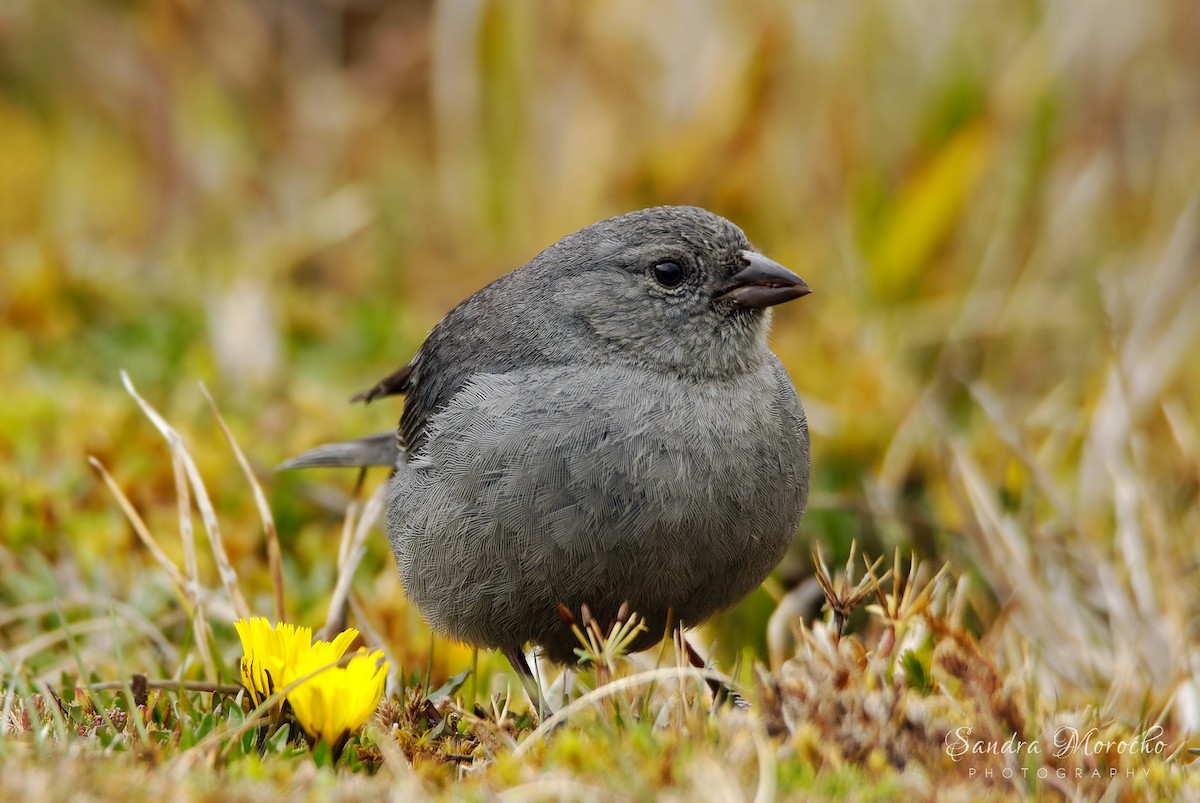 Plumbeous Sierra Finch - Sandra Morocho