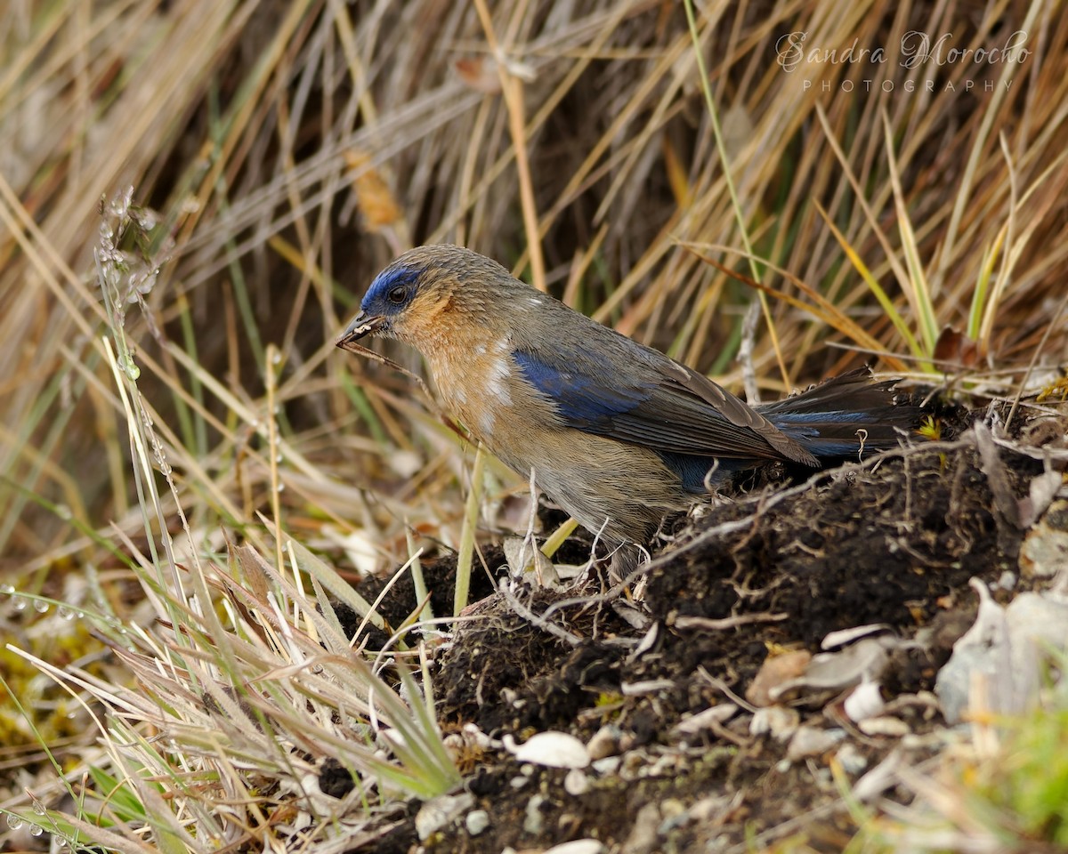 Tit-like Dacnis - Sandra Morocho