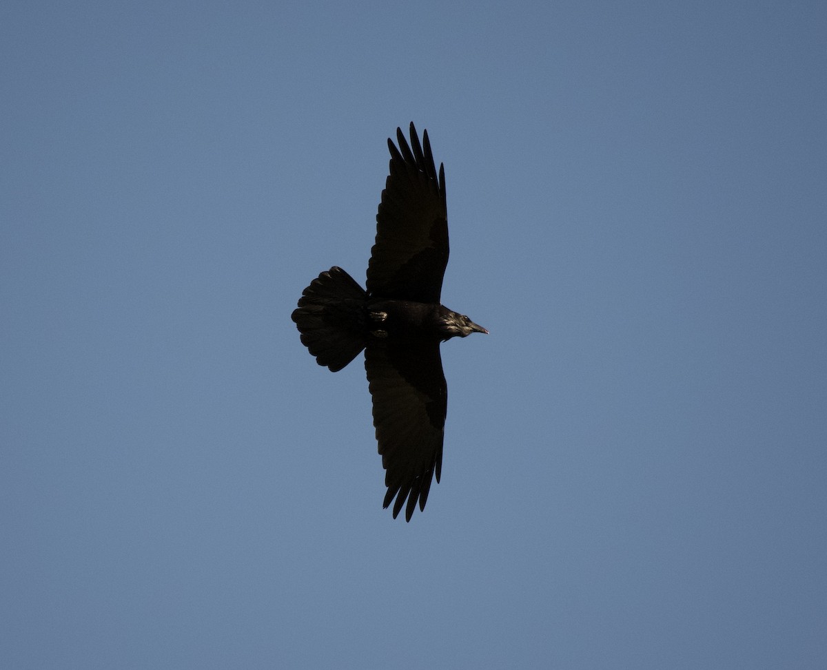 Common Raven - Rachel Yingling