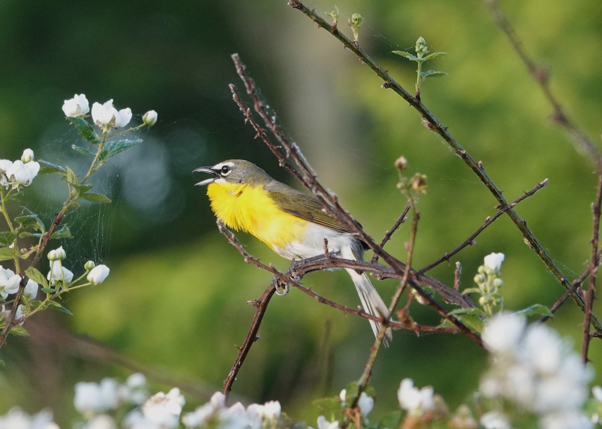 Yellow-breasted Chat - Mark Goodwin