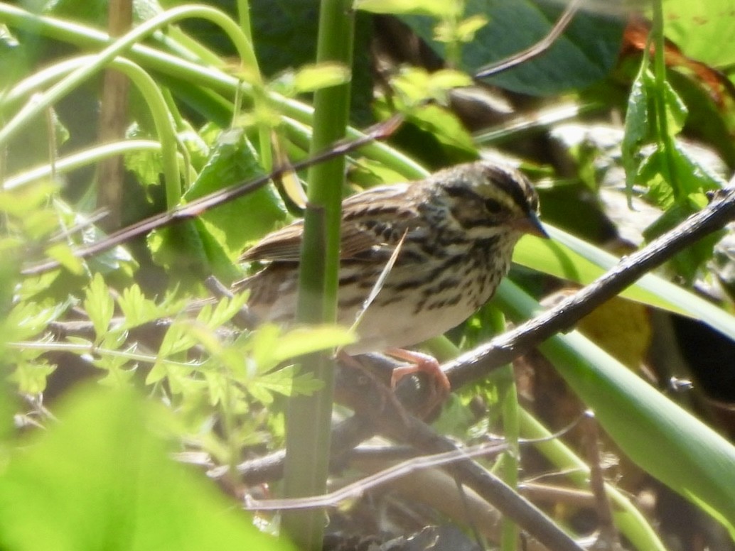 Savannah Sparrow - ML618085333