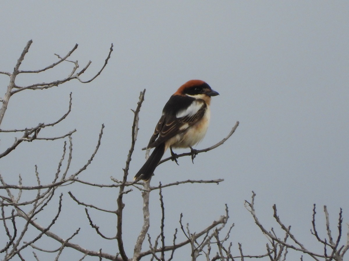 Woodchat Shrike - ML618085336