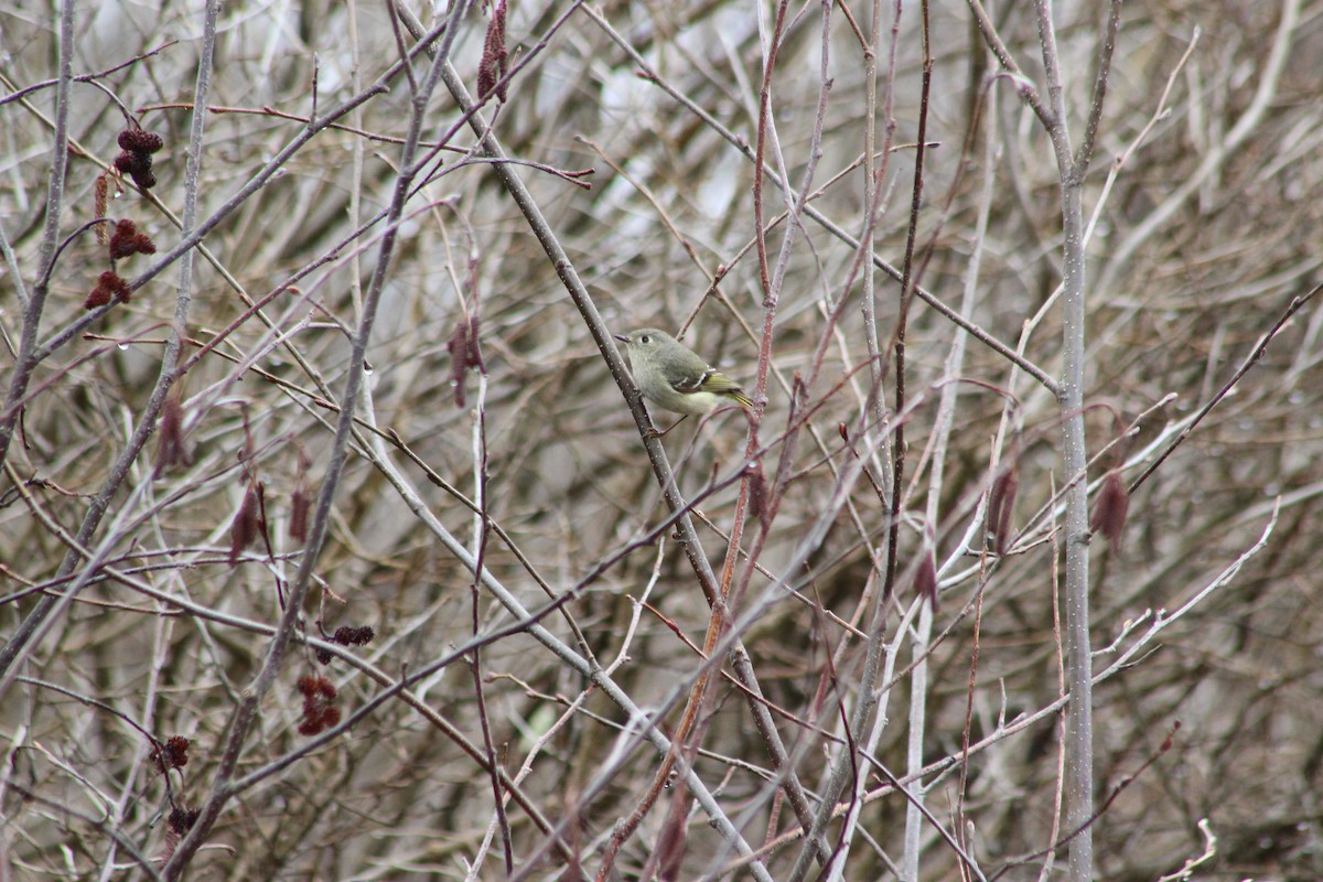 Ruby-crowned Kinglet - Wendell Blood