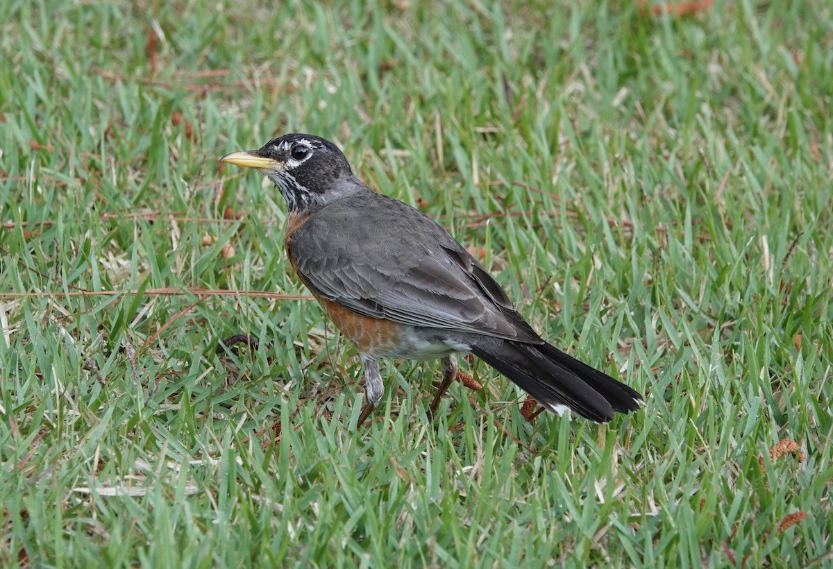 American Robin - Mark Goodwin