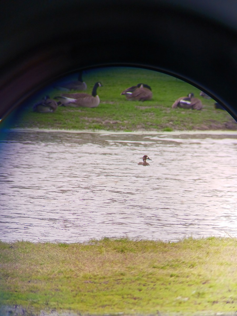 Greater Scaup - James Lankford