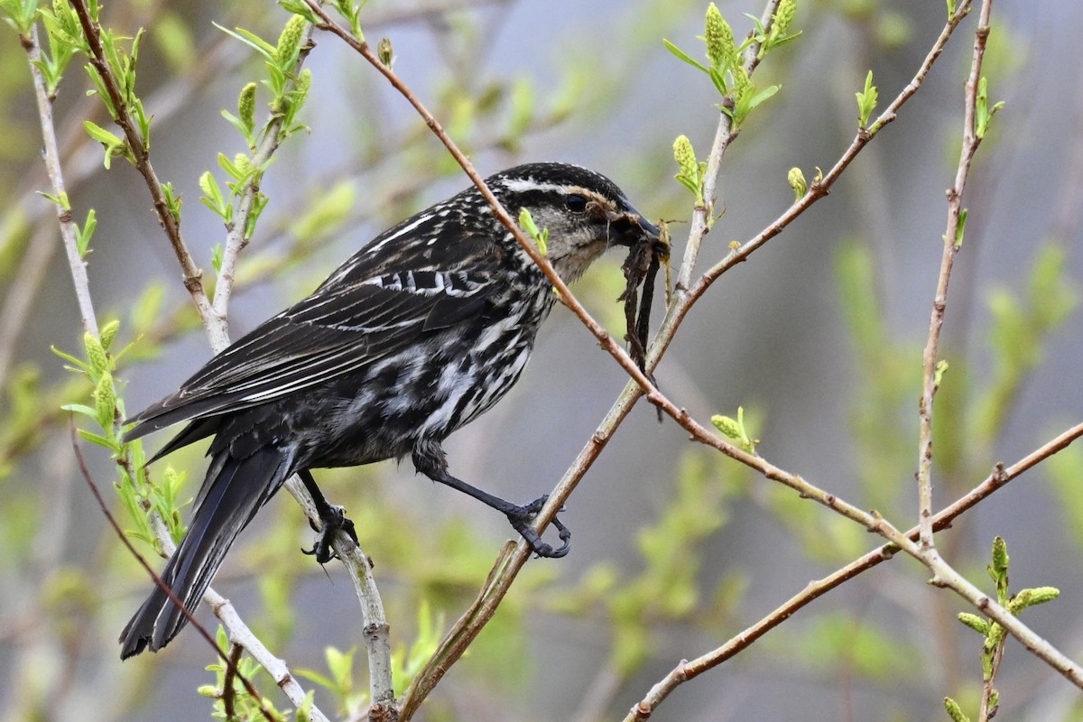 Red-winged Blackbird - ML618085392