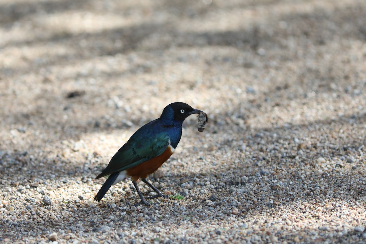 Superb Starling - Rohan van Twest