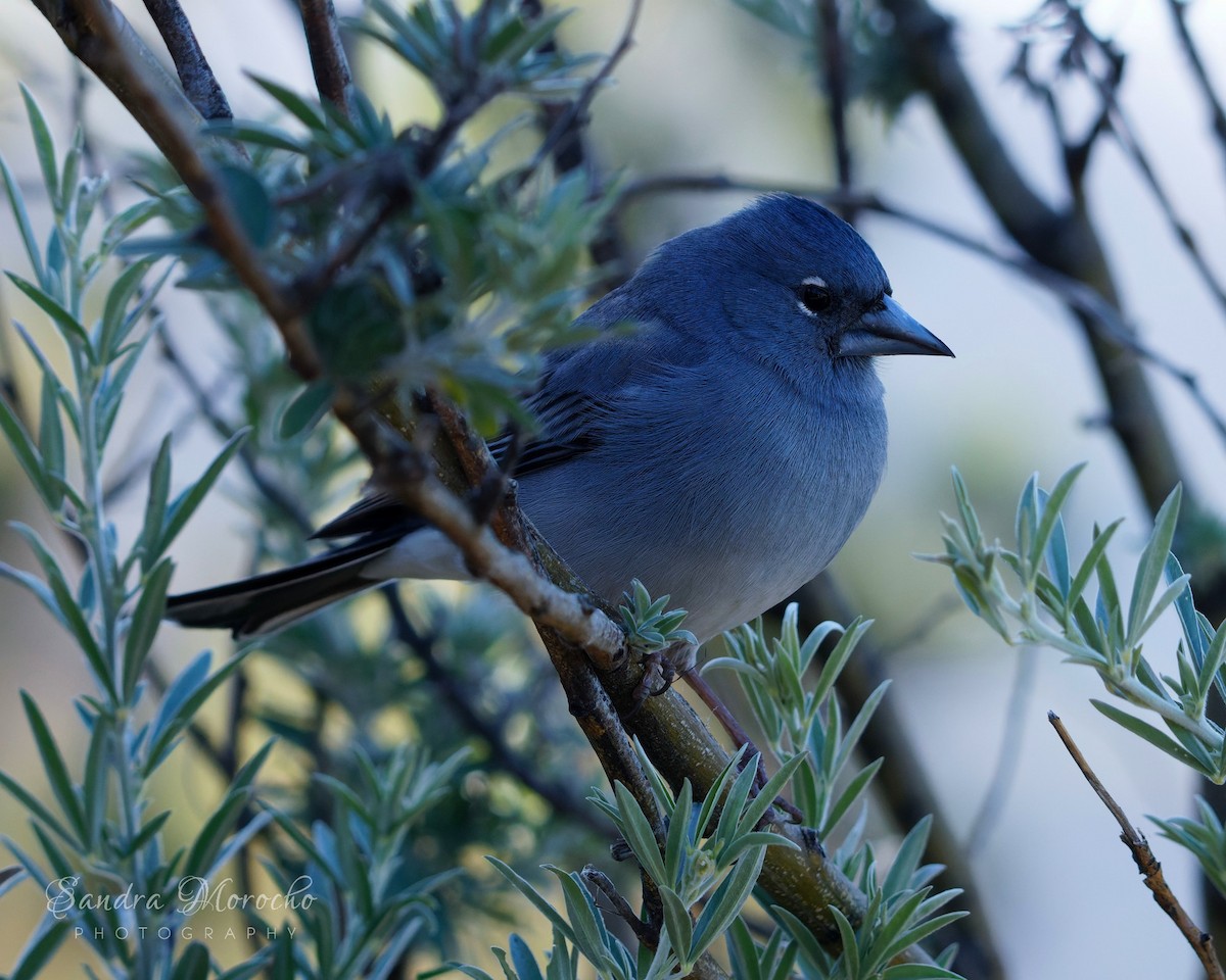 Tenerife Blue Chaffinch - ML618085401