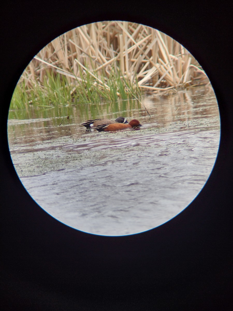 Cinnamon Teal - Tim Zanto