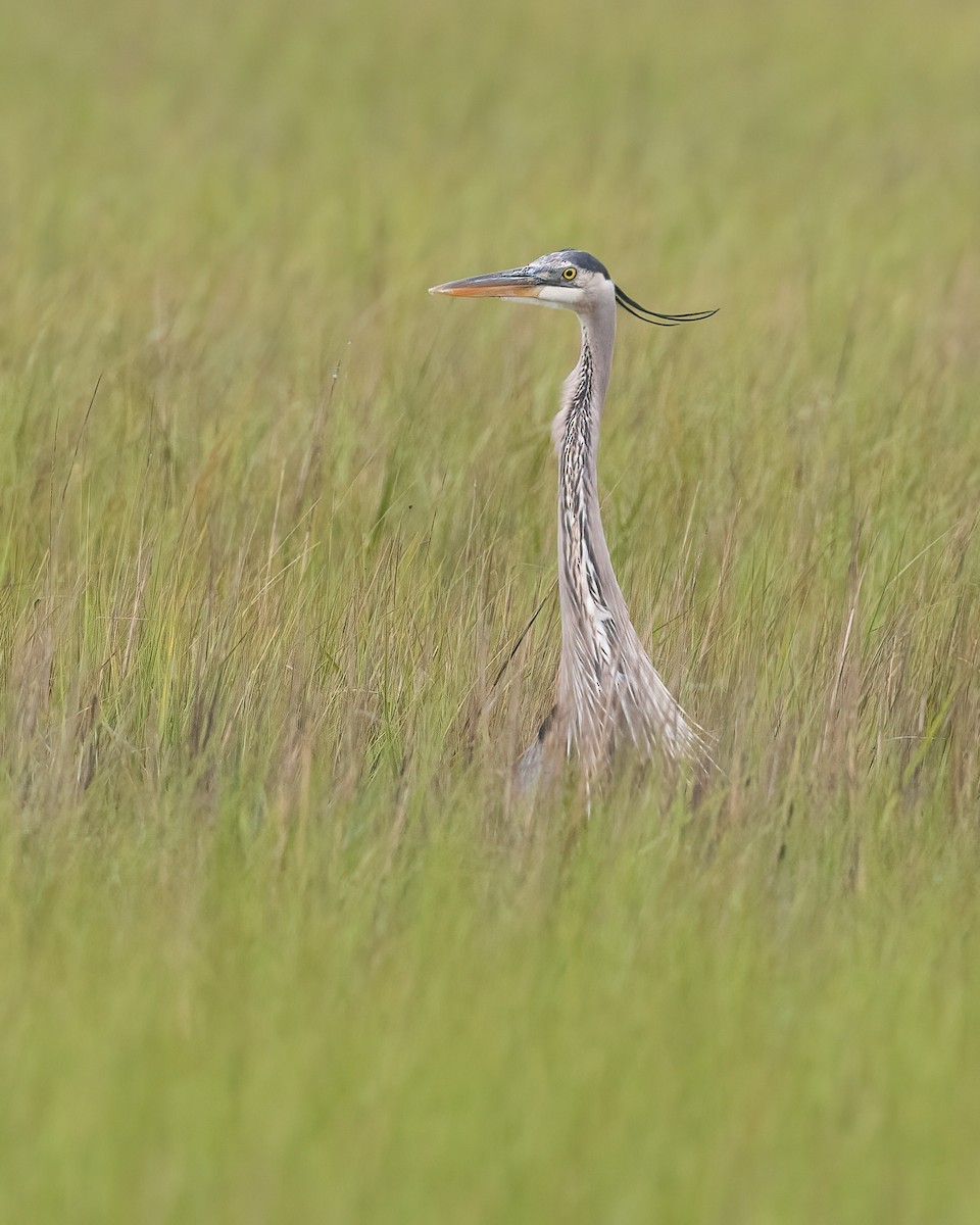 Great Blue Heron (Great Blue) - ML618085444