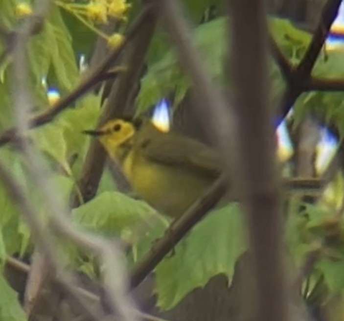 Hooded Warbler - Nelson Pascuzzi