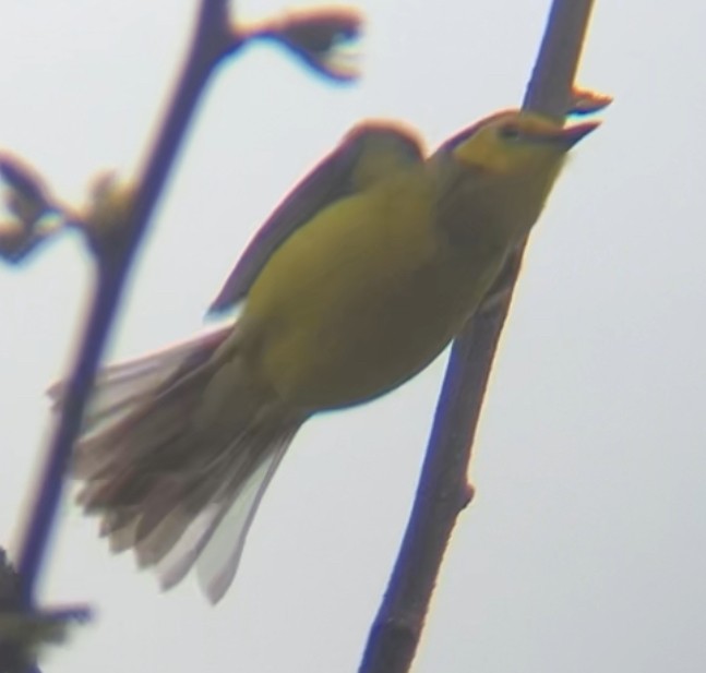 Hooded Warbler - ML618085455