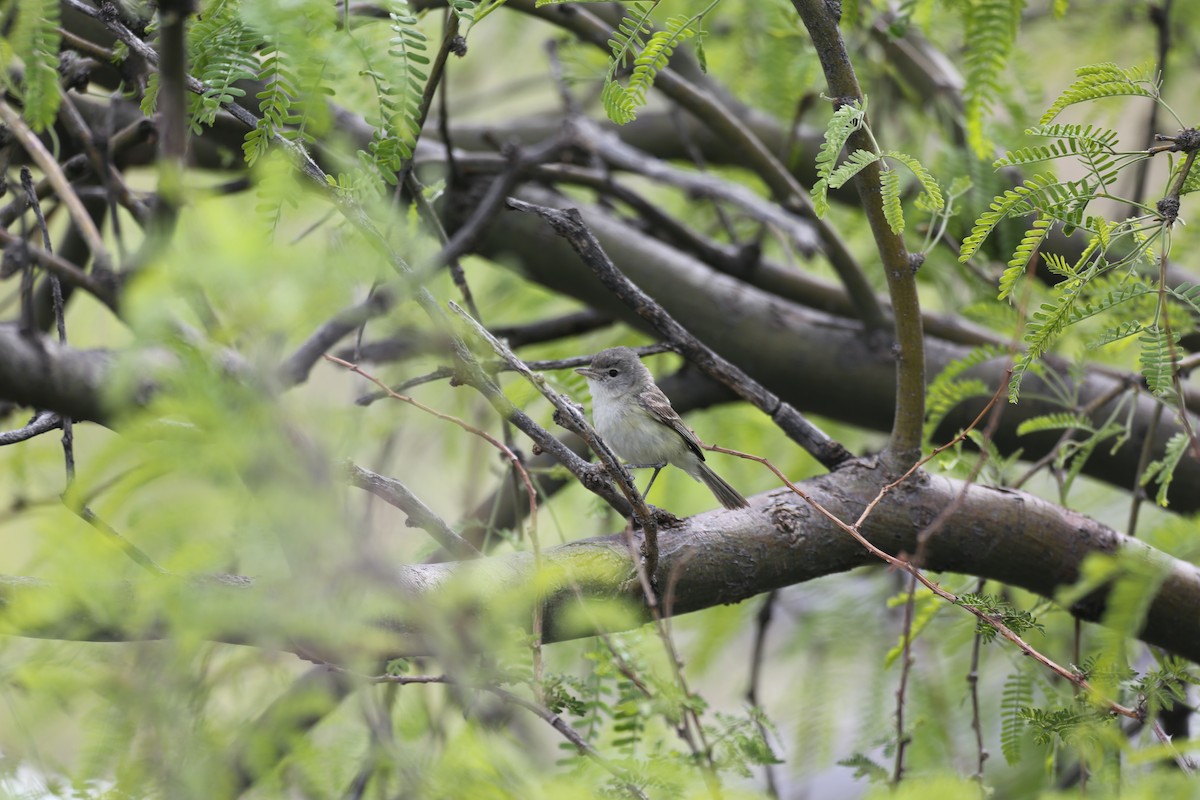 Braunaugenvireo (arizonae) - ML618085460