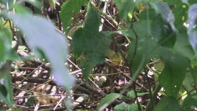Martens's Warbler - ML618085471