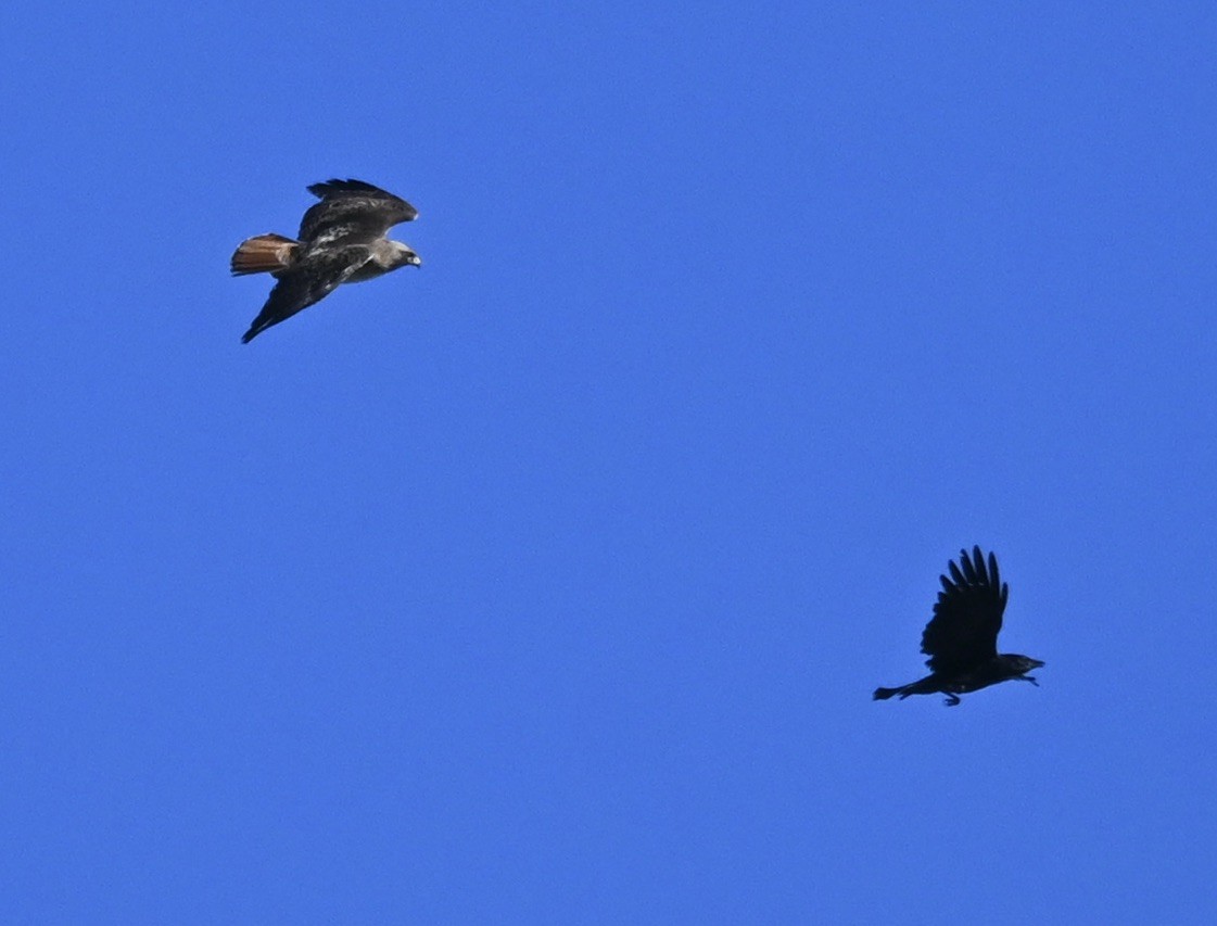 Red-tailed Hawk - Rachel Yingling