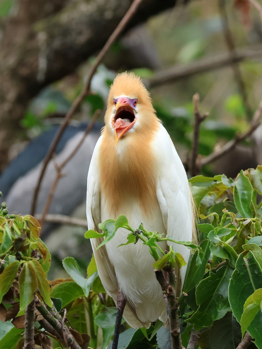 Eastern Cattle Egret - 佑淇 陳