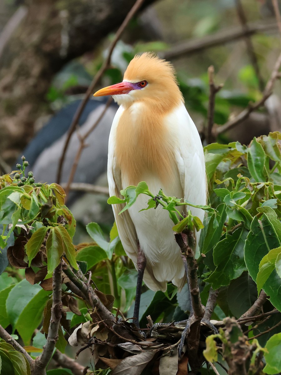 Eastern Cattle Egret - 佑淇 陳