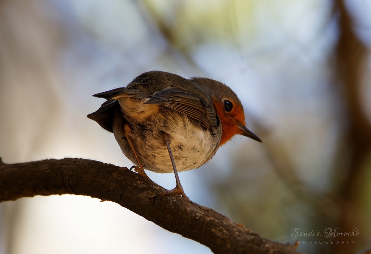 European Robin - ML618085538