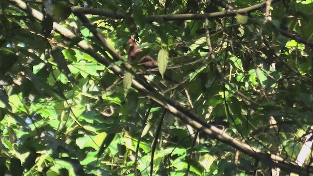 Little Cuckoo-Dove - ML618085549