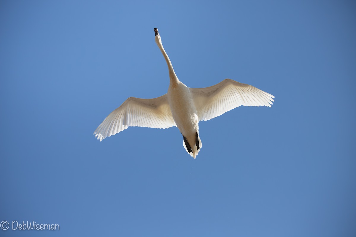 Mute Swan - Deb Wiseman