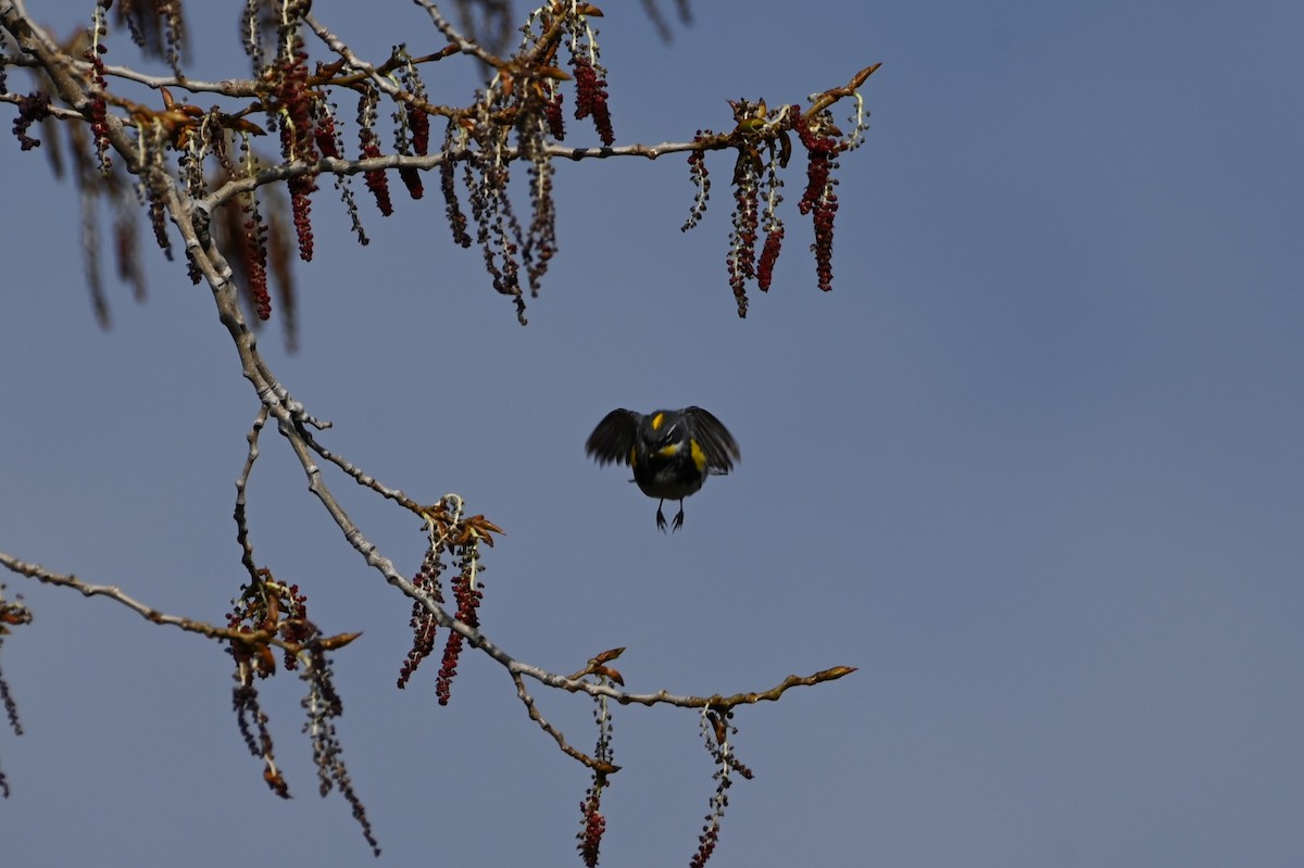 Yellow-rumped Warbler (Myrtle x Audubon's) - Brendan Beers