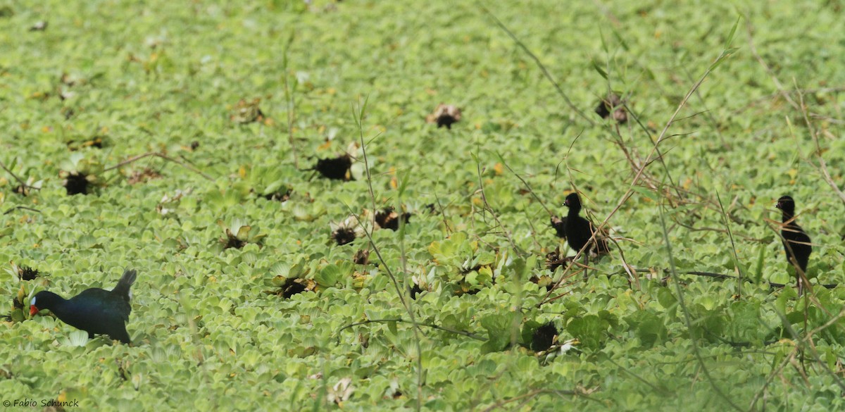 Purple Gallinule - Fabio Schunck