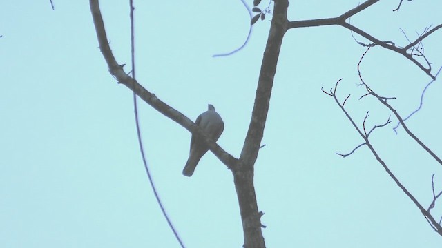 Mountain Imperial-Pigeon - ML618085602