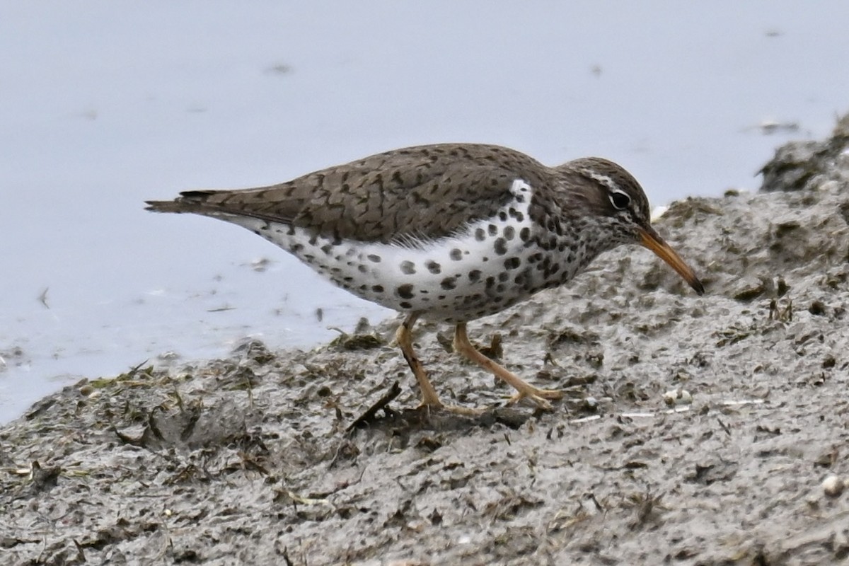 Spotted Sandpiper - Michele Carnerie