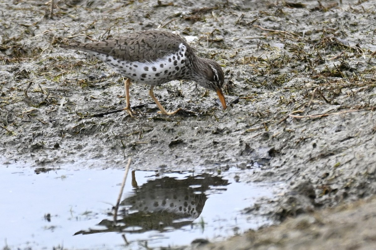 Spotted Sandpiper - Michele Carnerie