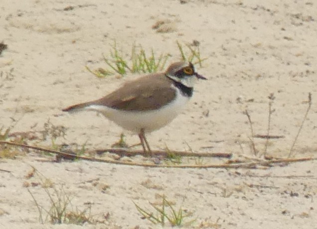 Little Ringed Plover - ML618085633