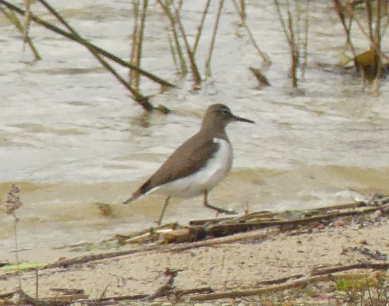 Common Sandpiper - Christophe Buidin