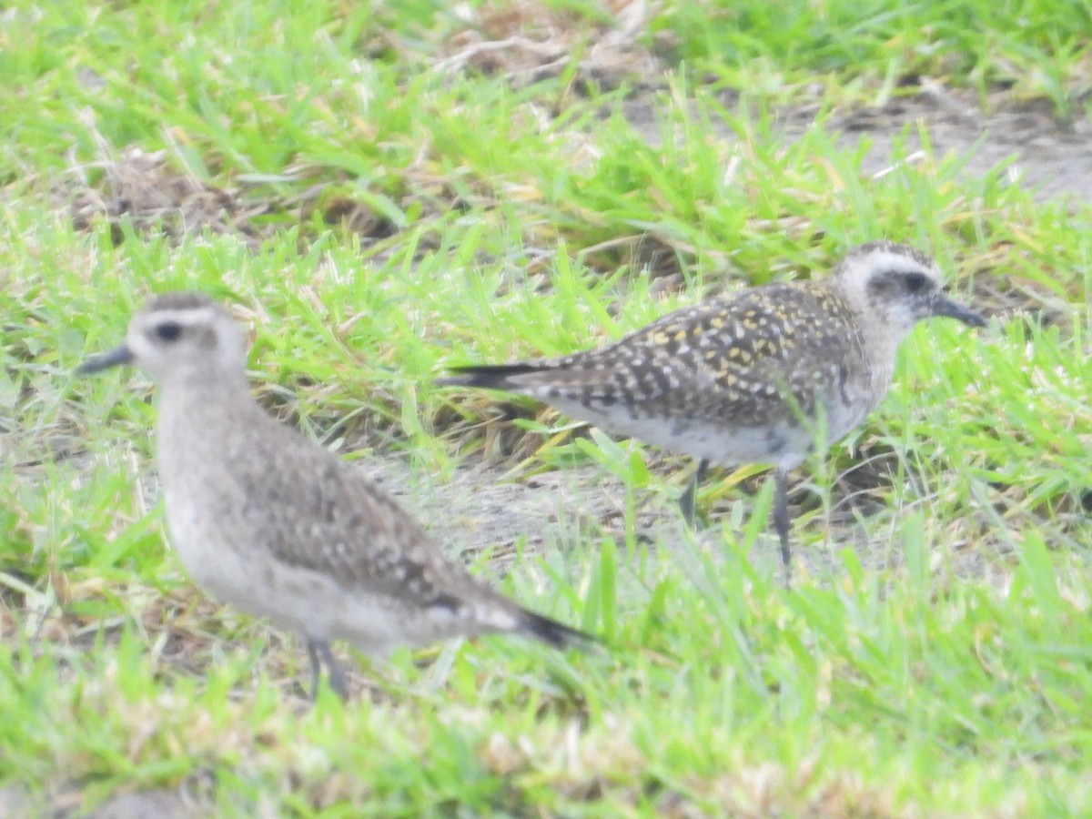 American Golden-Plover - ML618085659