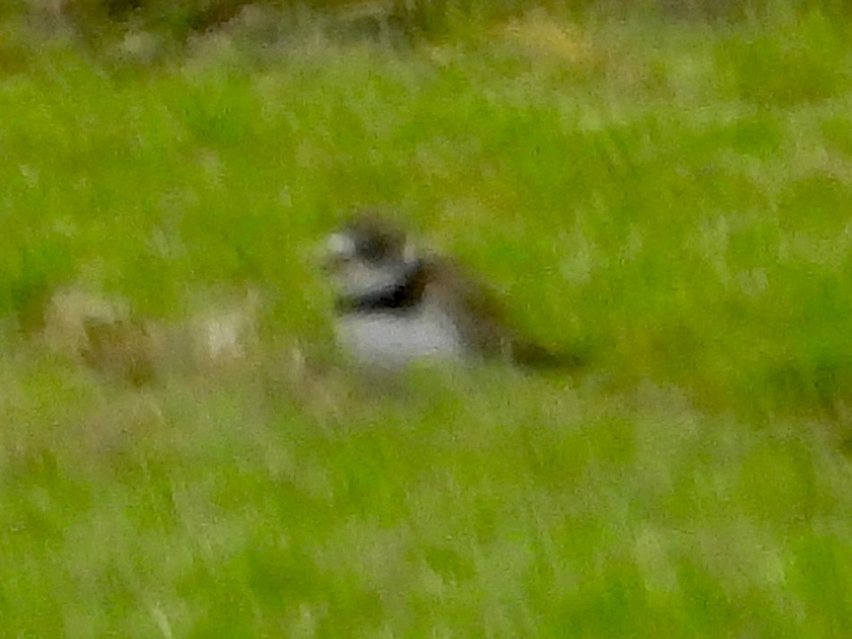 Semipalmated Plover - ML618085664