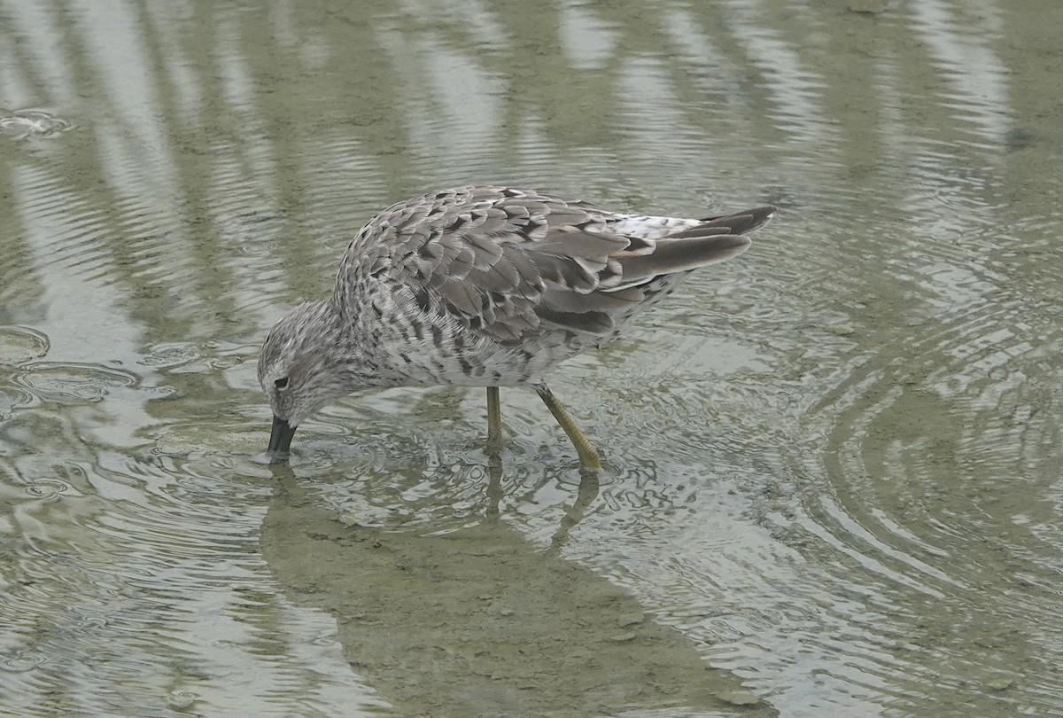 White-rumped Sandpiper - Howard Laidlaw