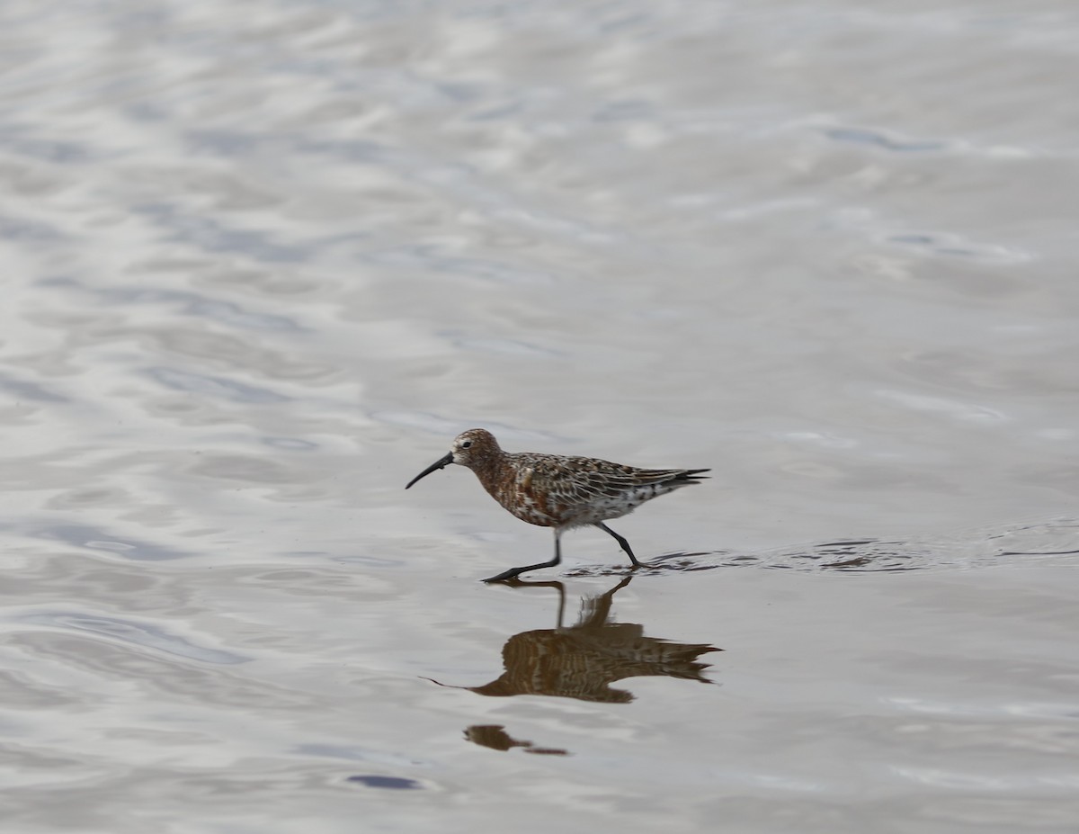 Curlew Sandpiper - Rohan van Twest