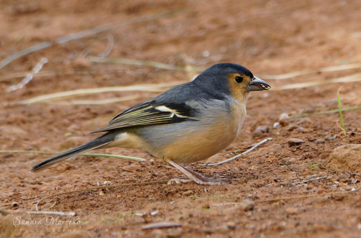 Canary Islands Chaffinch - ML618085697