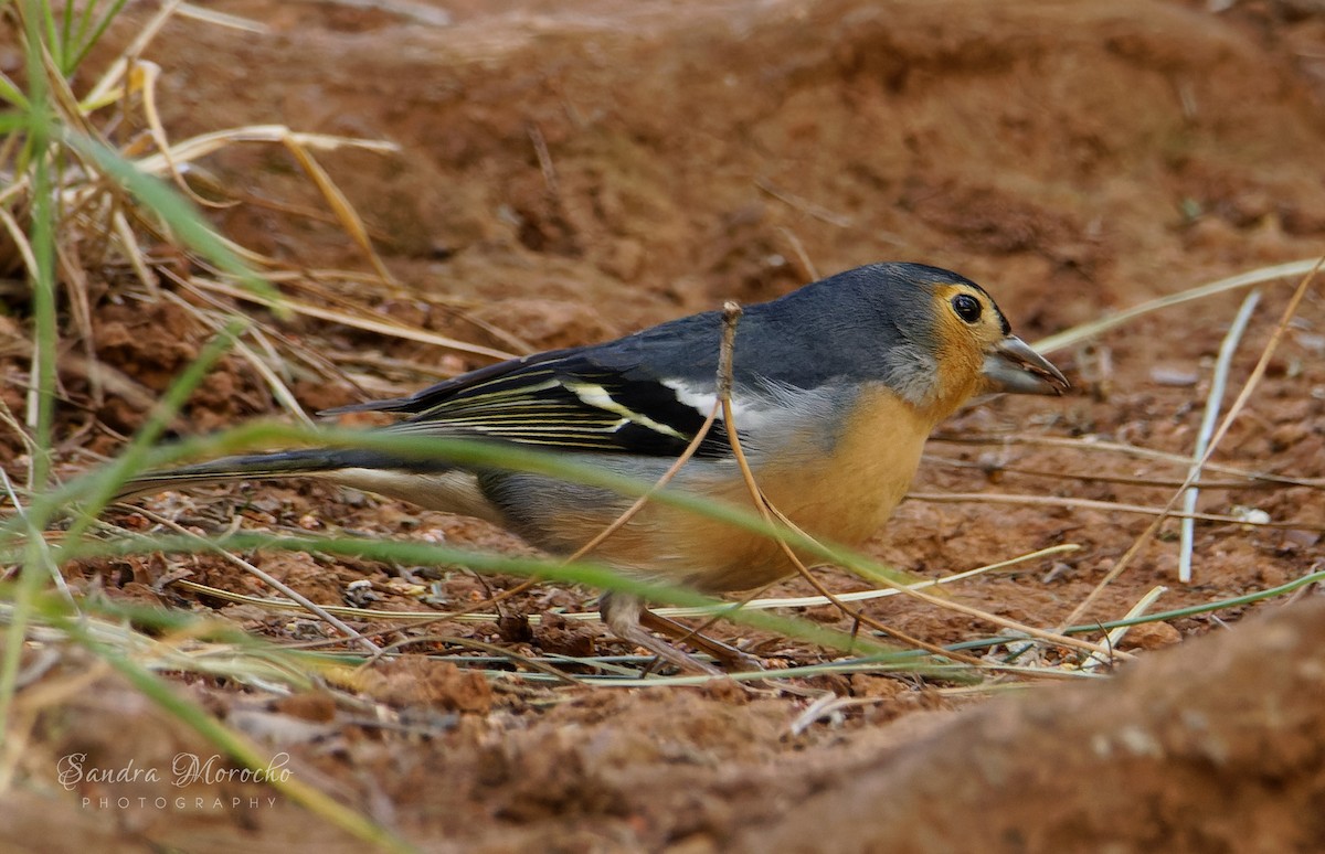 Canary Islands Chaffinch - ML618085698