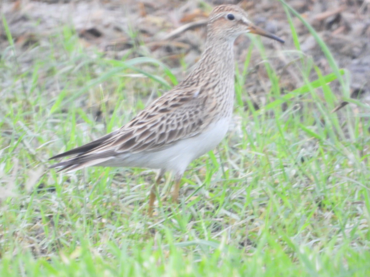 Pectoral Sandpiper - ML618085701