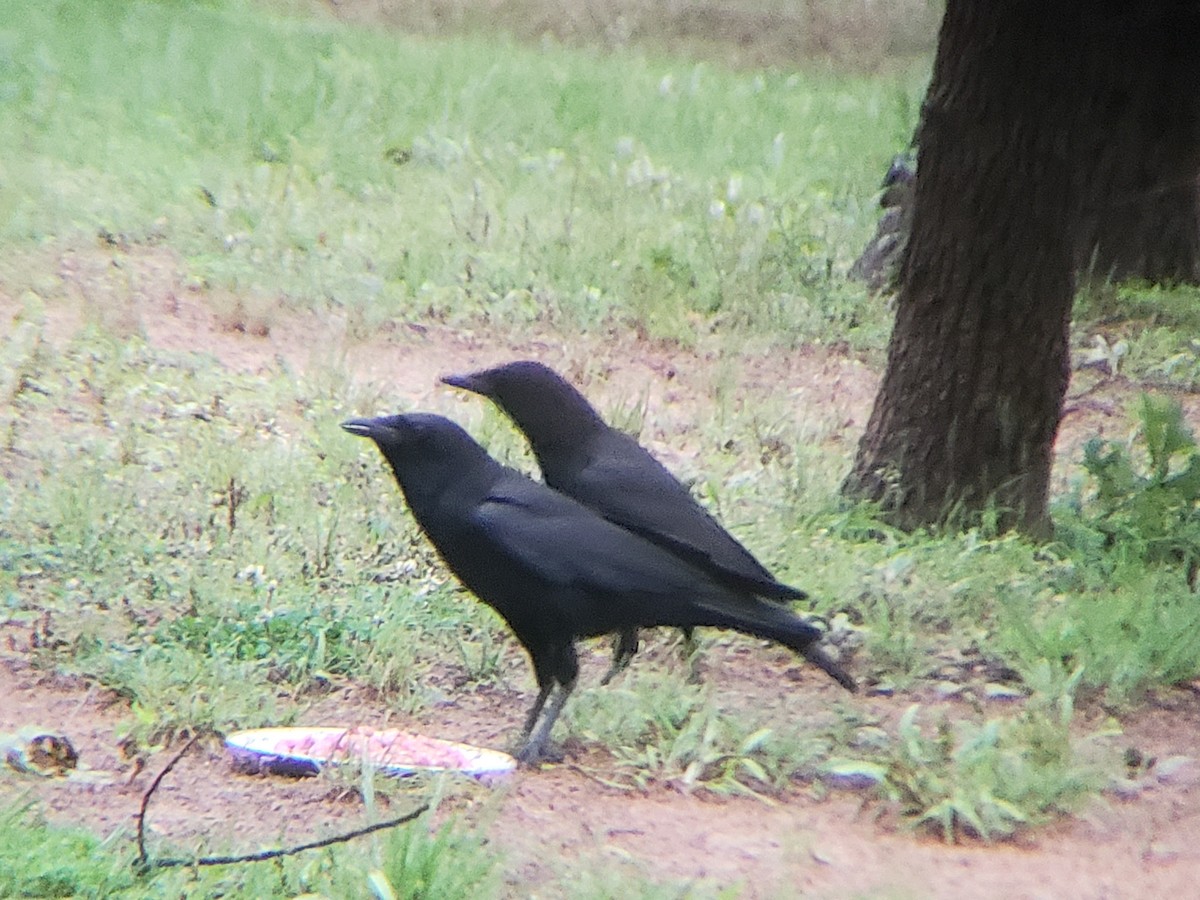 American Crow - Michelle Spacek